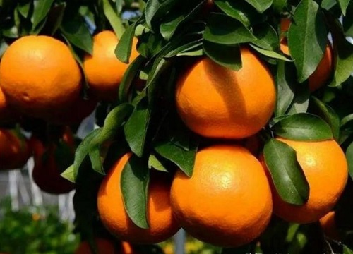 柑橘生长需要哪些肥料