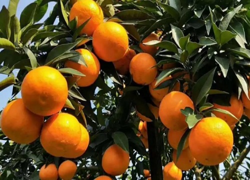 柑橘生长需要哪些肥料