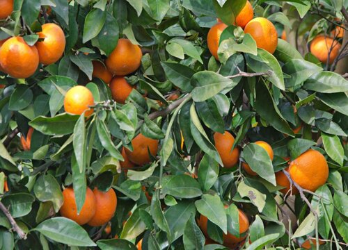 柑橘生长需要哪些肥料