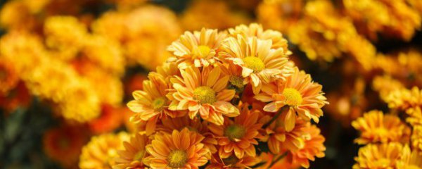 春节摆什么花束