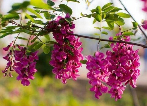 红花刺槐花期是什么时候