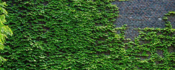 北方室外爬墙植物有哪些