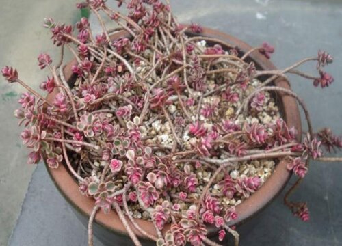 小球玫瑰锦怎么爆盆