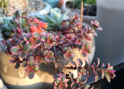 小球玫瑰锦怎么爆盆