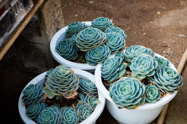 多肉叶子一碰就掉应该怎么办