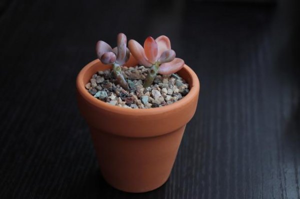 多肉叶子一碰就掉应该怎么办