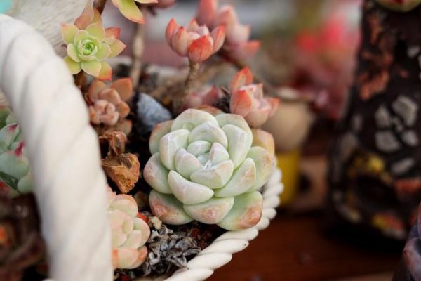 多肉叶子一碰就掉应该怎么办