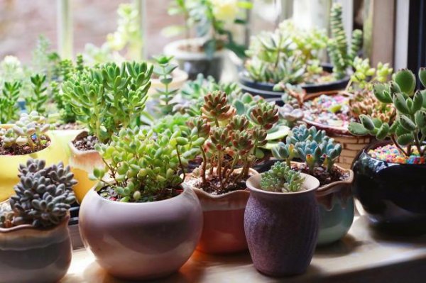 多肉叶子一碰就掉应该怎么办