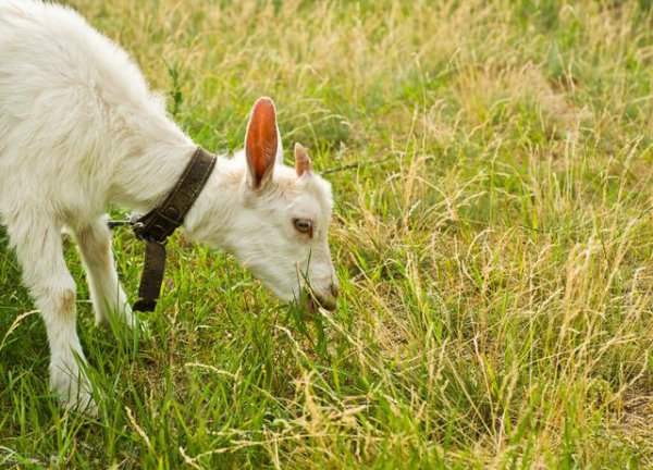 财迷心窍指的是哪个生肖
