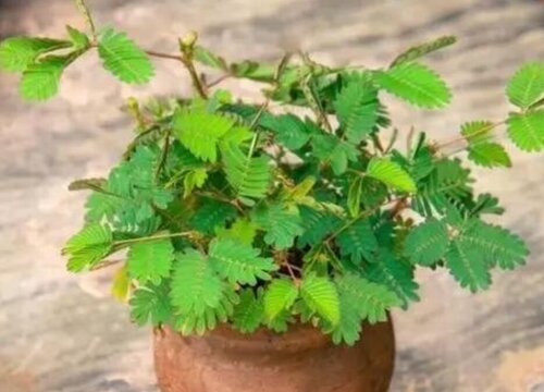 含羞草多长时间浇一次水