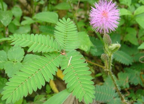 含羞草多长时间浇一次水