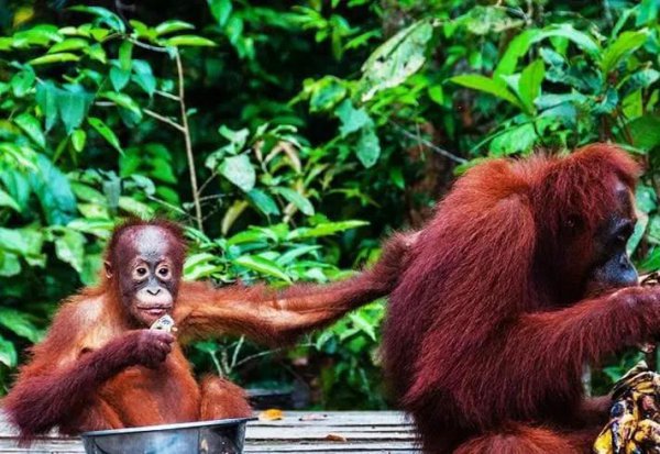 婆罗洲属于哪个国家