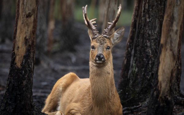 地球十大最可爱动物图片