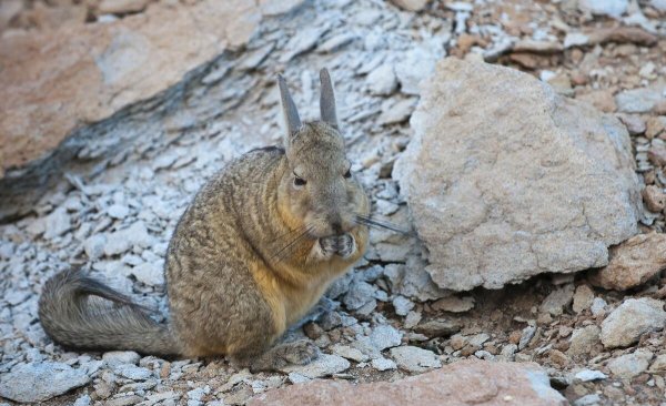 地球十大最可爱动物图片