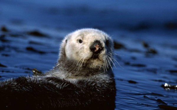 地球十大最可爱动物图片