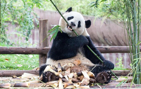 地球十大最可爱动物图片