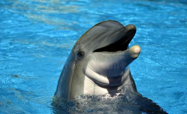 地球十大最可爱动物图片