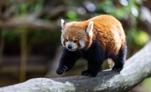 地球十大最可爱动物图片