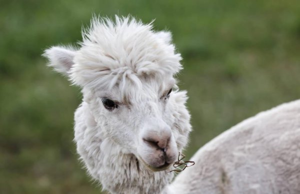 地球十大最可爱动物图片