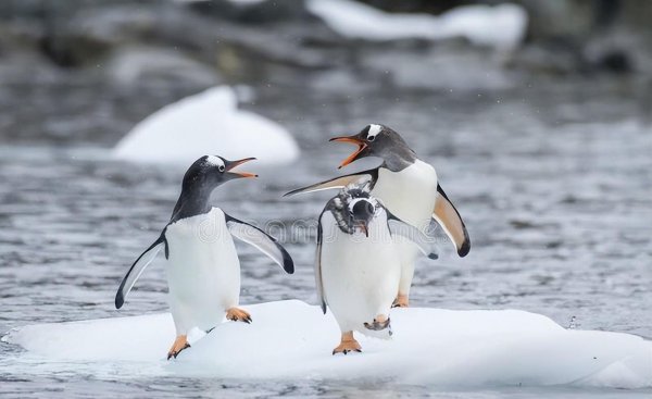 地球十大最可爱动物图片