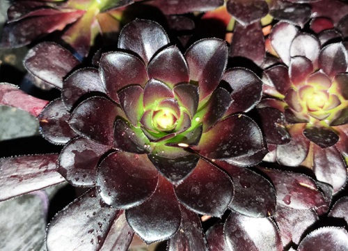 怎么让单株多肉法师变多头