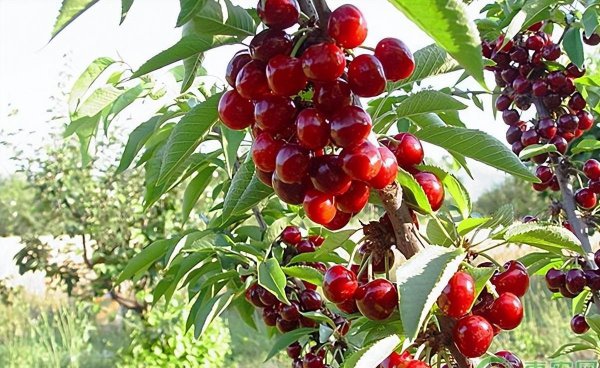 樱桃是不是车厘子