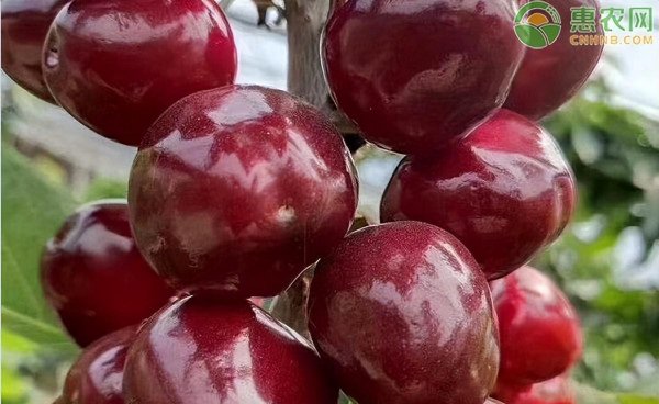 樱桃是不是车厘子