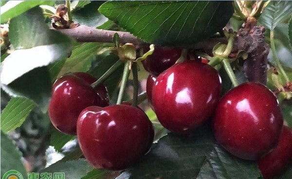 樱桃是不是车厘子