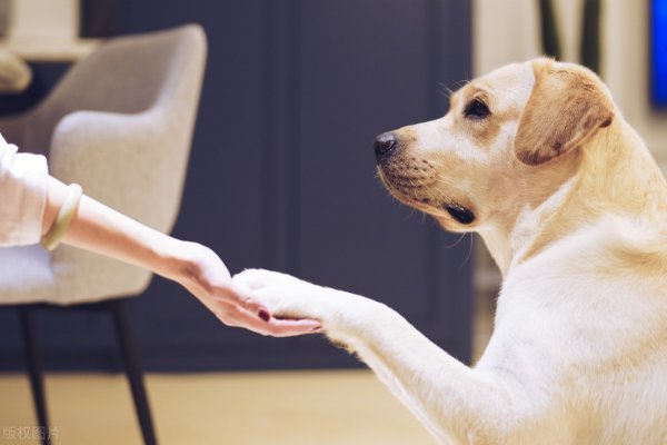 新手养拉布拉多还是金毛好