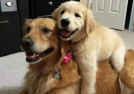 新手养拉布拉多还是金毛好