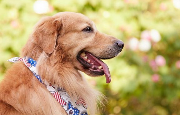 新手养拉布拉多还是金毛好