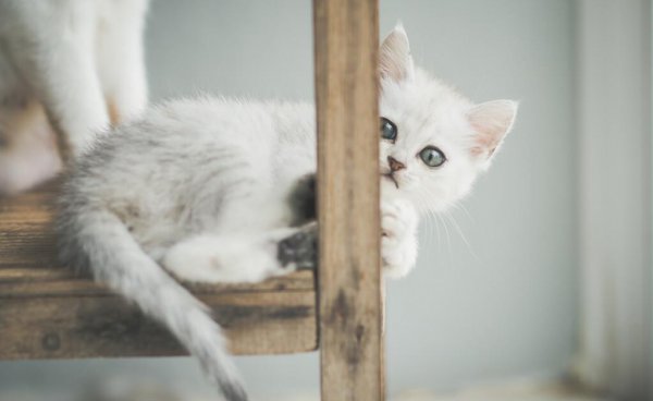 猫咪一般能活几年时间