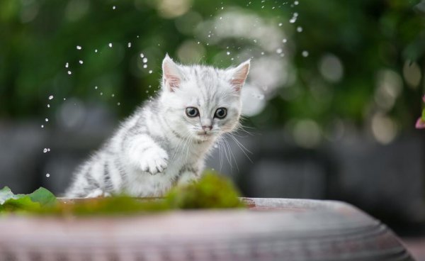 猫咪一般能活几年时间