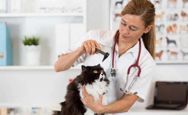 猫咪一般能活几年时间