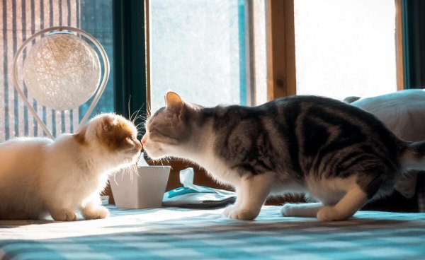 猫咪一般能活几年时间