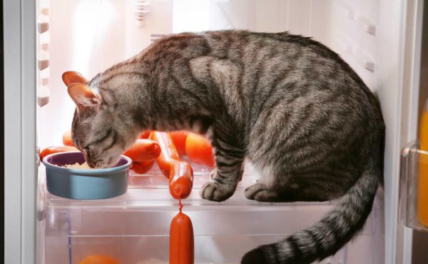 猫咪一般能活几年时间