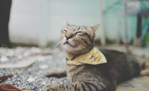 猫咪一般能活几年时间