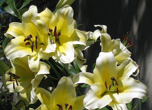 百合可以晒太阳吗