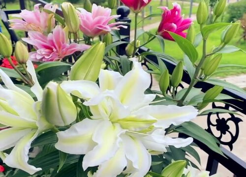 百合可以晒太阳吗