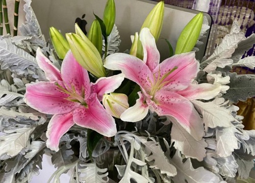 百合可以晒太阳吗