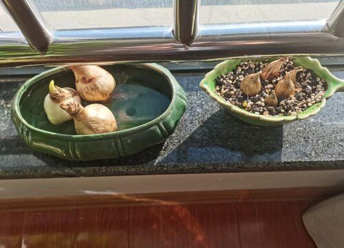 香雪兰种球催芽方法