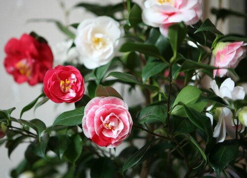 入秋该如何养护茶花花蕾