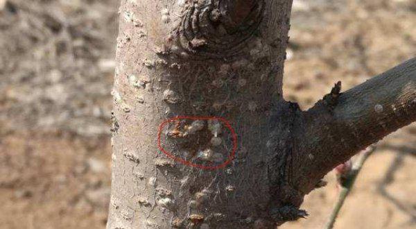 桃树上的蚧壳虫怎样彻底消灭