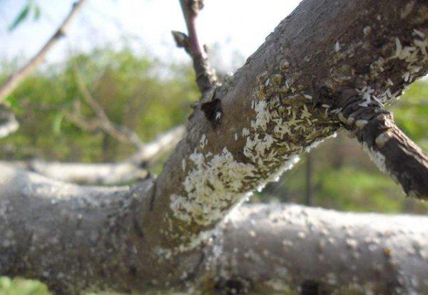 桃树上的蚧壳虫怎样彻底消灭