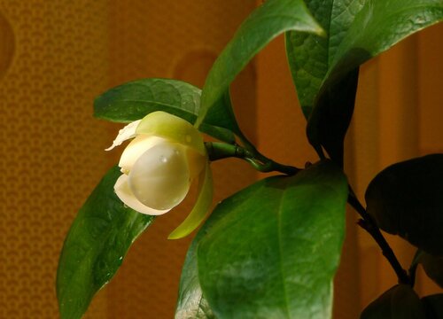 为什么家里不能种夜来香