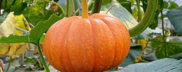 空气炸锅南瓜条烤多久能熟