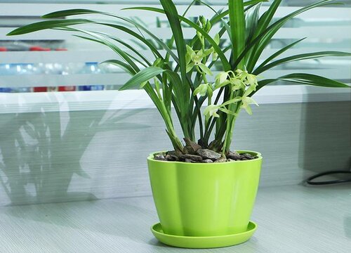 兰花烂心了怎么处理