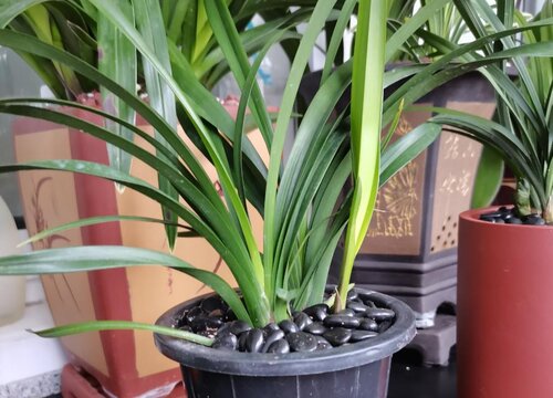 兰花烂心了怎么处理