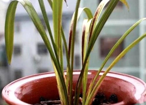 兰花烂心了怎么处理