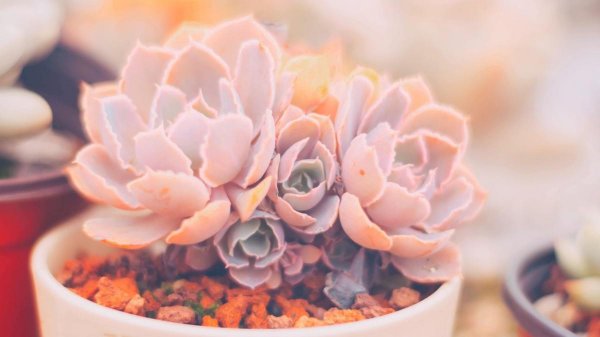 徒长的多肉怎么处理图解